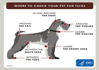 Check your dog for ticks